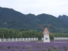 -曲江薰衣草庄园