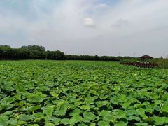 -荷塘月色湿地公园·向阳花洲