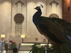 -西双版纳融创皇冠假日度假酒店