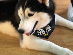 海参-Husky Go! 哈士奇体验馆·宠物咖啡厅狗咖