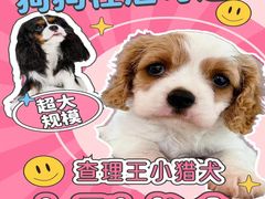 -萌宠之家·腊肠犬·马尔泰·小体犬舍