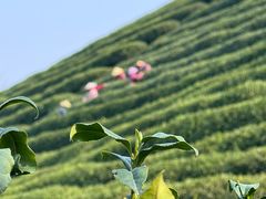 -龙坞茶村