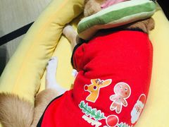 -逗柴咖啡屋·狗咖猫咖宠物桌游