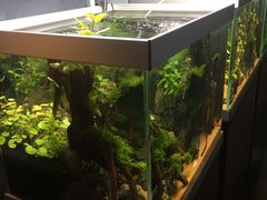 -山东柏宁水族批发广场