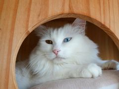-Catmate·猫肥家润(金润铂宫店)