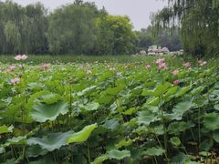 -东升八家郊野公园