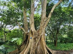 -中国科学院西双版纳热带植物园