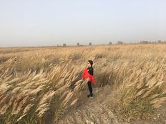 -金塔沙漠胡杨林景区