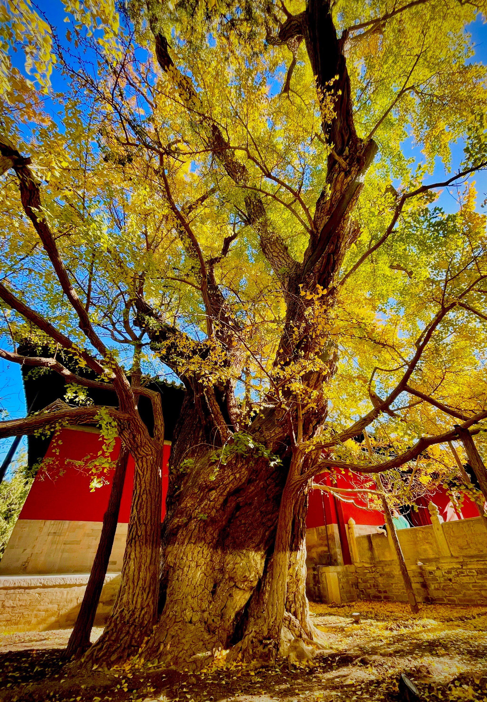 北京大觉寺银杏图片