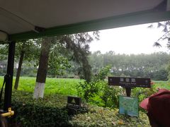 -合肥滨湖国家森林公园