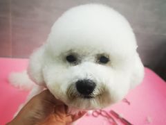 -宠福鑫康馨动物医院·骨科·眼科