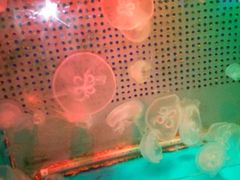 -洛阳龙门海洋馆