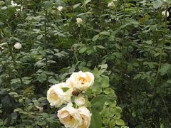 -人民公园(罗湖区)