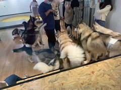 -Husky Go! 哈士奇体验馆·宠物咖啡厅狗咖