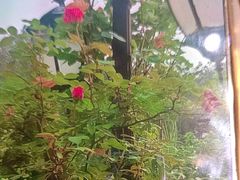 -故乡缘·香格里拉山庄(冷竹路店)