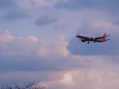 -空港花田景区