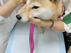 -美联众合动物医院·24h转诊中心