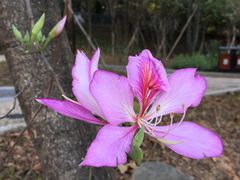 -南国桃园旅游度假区