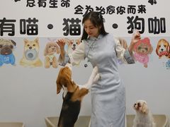 -有喵·猫咖·狗咖·30几只猫10只小狗(岗厦店)