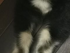 -翊宠yipet猫狗购宠庄园犬舍•猫舍