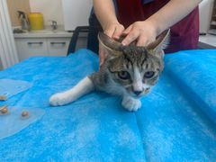 -瑞派·关忠动物医院·猫专科·犬专科(三环新城店)