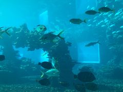 -海棠湾洲际-涛·海底餐厅·美人鱼·自助餐·海底隧道