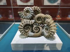 -青岛贝壳博物馆