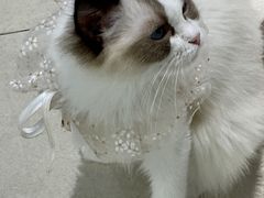 -怪兽屋·羊驼·猫咖·狗咖(俊华广场店)