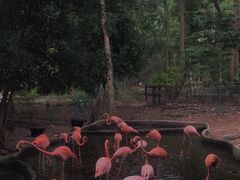 -清迈夜间动物园