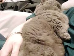-猫宠乐园·专业洗护