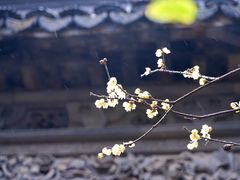 -黎里古镇