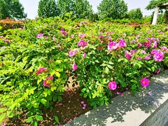 -郑州植物园