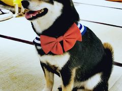 -逗柴咖啡屋·狗咖猫咖宠物桌游