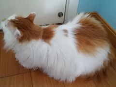 -李小姐の猫咖啡馆(五角场店)