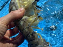 -宝燕海鲜(好爱店)