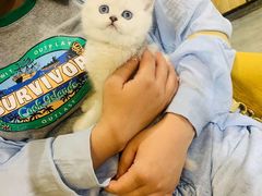 -欣宠猫屋·矮脚拿破仑·蓝金金渐层