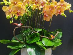 -双季花艺园艺市场(浦东店)