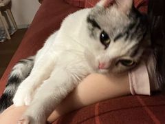 -猫大福·Fortune Cat猫舍(百子湾店)