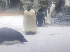 -海合安武汉极地海洋公园