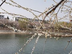 -桃花堤公园