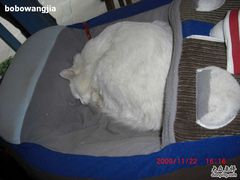 -Babycat私家御饼屋(龙头路一店)