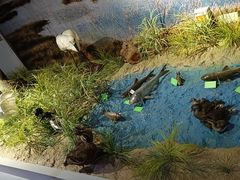 -北京麋鹿生态实验中心