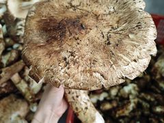 -蘑统田下·野生菌火锅