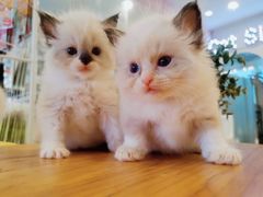 -70cat德文卷毛猫·缅因猫纯种猫舍