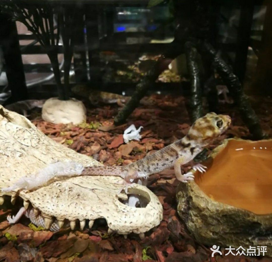 小动物们我们来啦