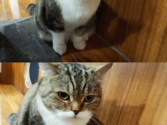 -喵园·猫主题咖啡厅·撸猫·猫咖(国贸店)