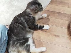 -瞄一喵猫咖(格力海岸店)