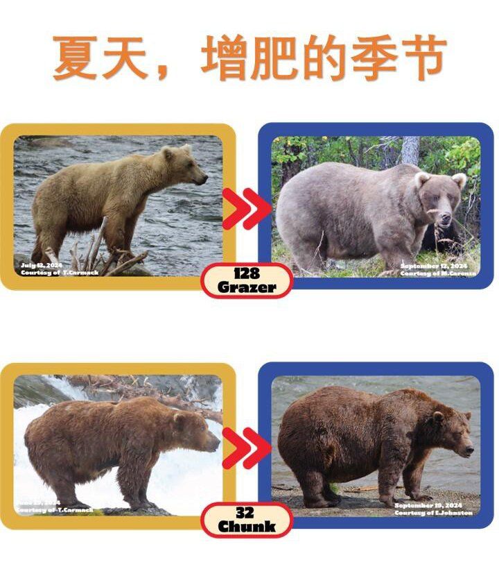 美国阿拉斯加卡特迈国家公园和自然保护区都会举办胖熊周(fat bear