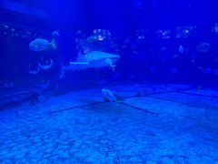 -烟台海昌鲸鲨海洋公园