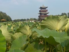 -荷花大观园